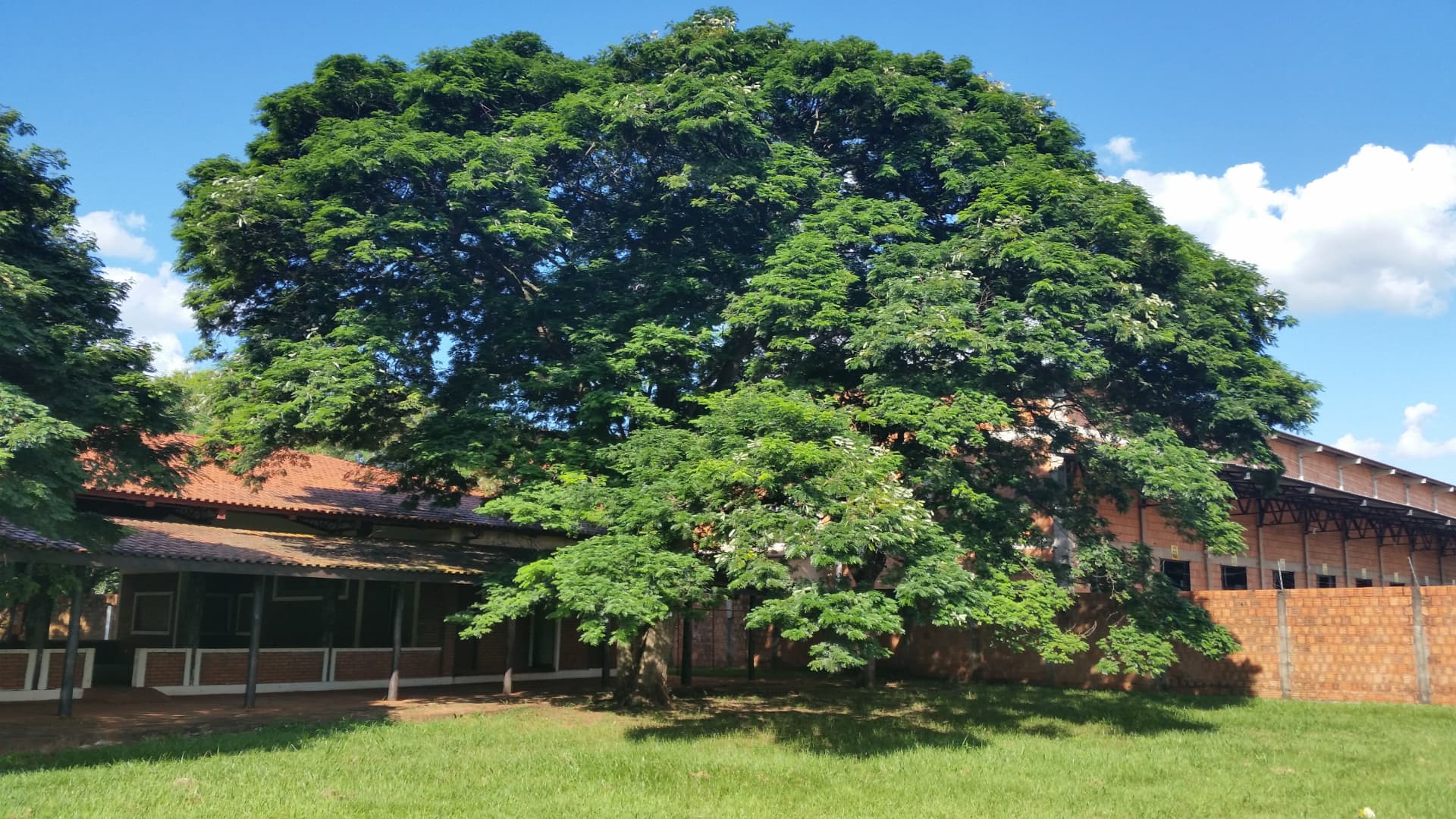 Árvore centenária e estrutura antiga